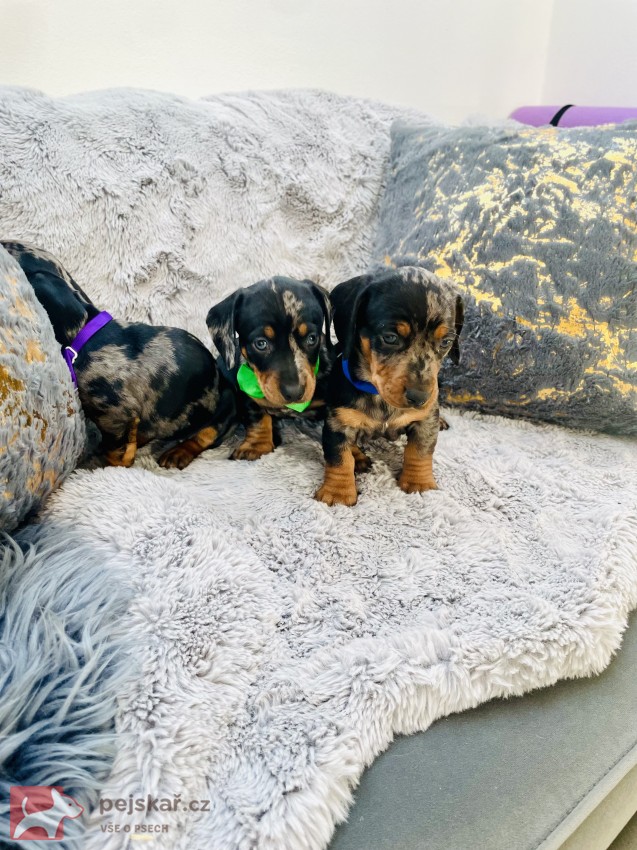 Jezevčík hladkosrstý trpasličí bez PP