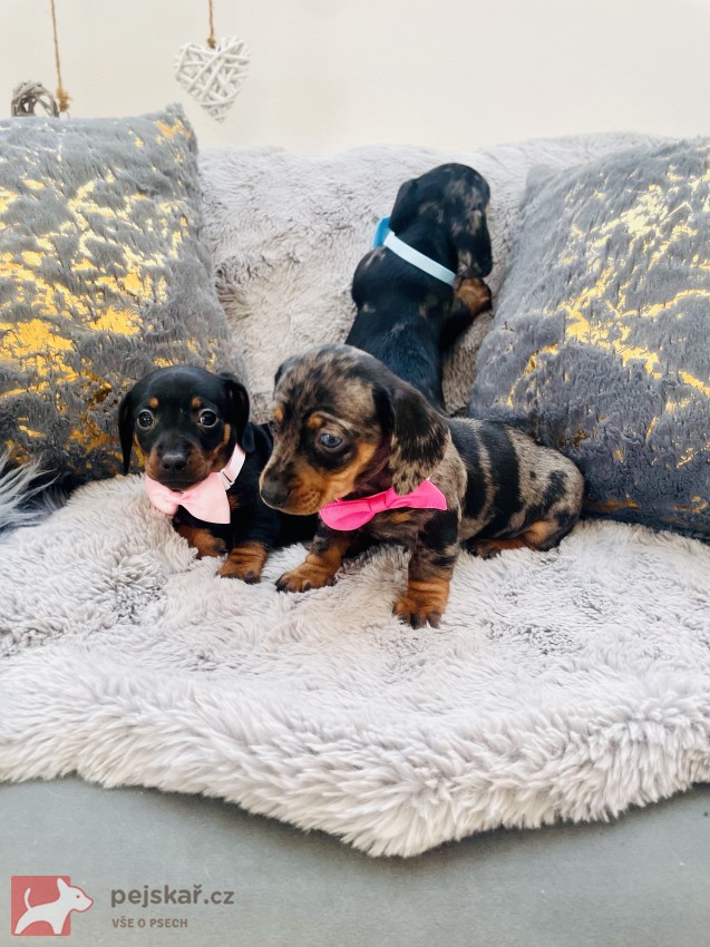 Jezevčík hladkosrstý trpasličí bez PP