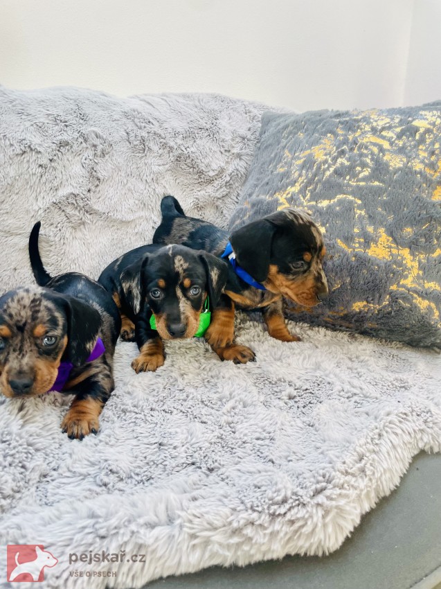 Jezevčík hladkosrstý trpasličí bez PP