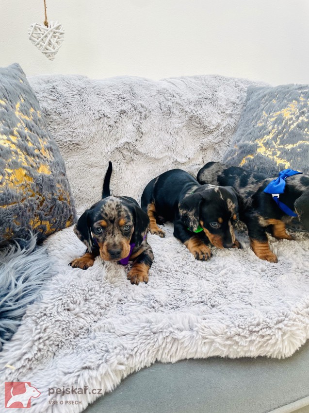 Jezevčík hladkosrstý trpasličí bez PP