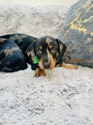 Jezevčík hladkosrstý trpasličí bez PP