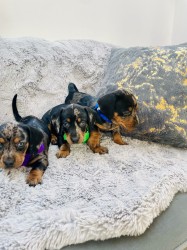 Jezevčík hladkosrstý trpasličí bez PP