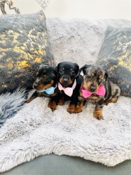 Jezevčík hladkosrstý trpasličí bez PP