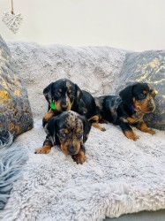 Jezevčík hladkosrstý trpasličí bez PP