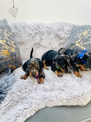 Jezevčík hladkosrstý trpasličí bez PP