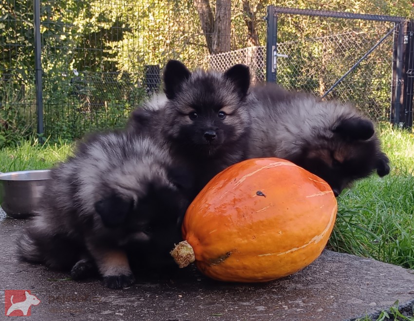Německý špic vlčí / keeshond prodám štěňata s PP