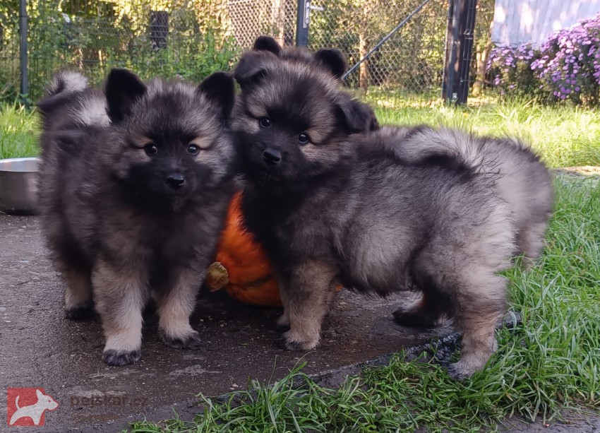Německý špic vlčí / keeshond prodám štěňata s PP