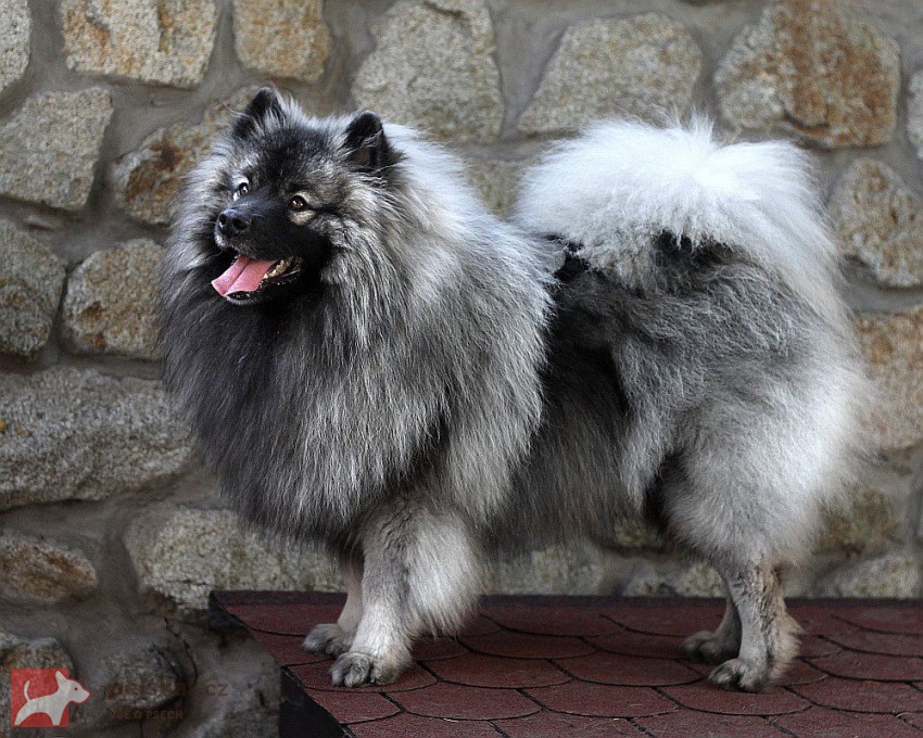 Německý špic vlčí / keeshond prodám štěňata s PP