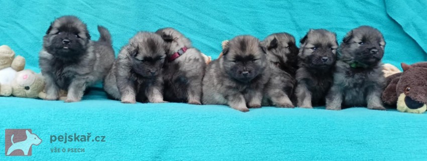 Německý špic vlčí / keeshond prodám štěňata s PP