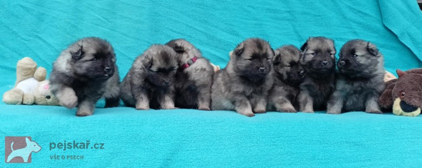 Německý špic vlčí / keeshond prodám štěňata s PP