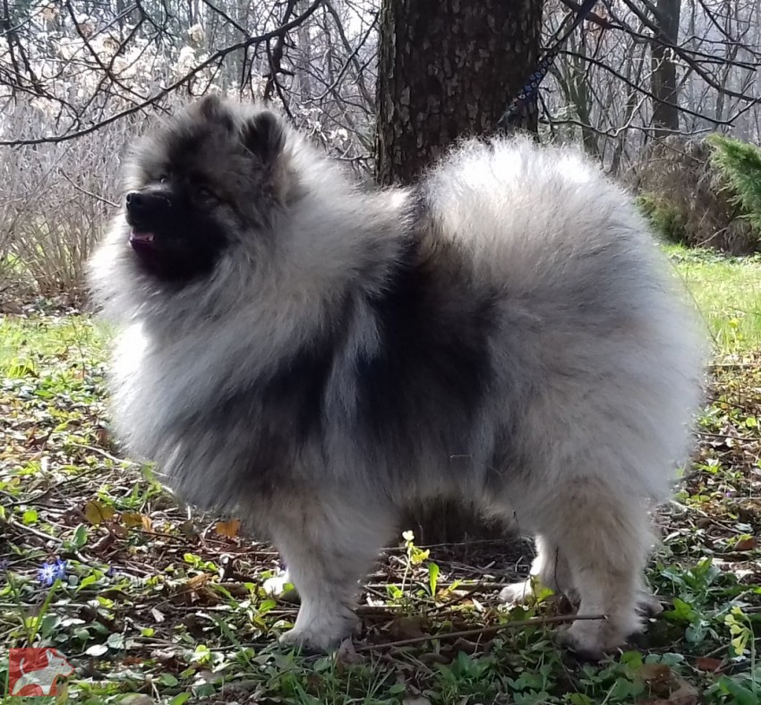 Německý špic vlčí / keeshond prodám štěňata s PP