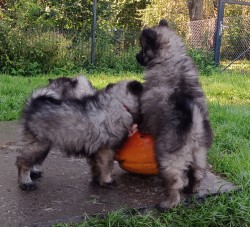 Německý špic vlčí / keeshond prodám štěňata s PP