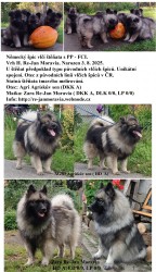 Německý špic vlčí / keeshond prodám štěňata s PP