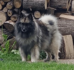 Německý špic vlčí / keeshond prodám štěňata s PP