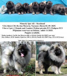 Německý špic vlčí / keeshond prodám štěňata s PP