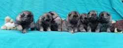 Německý špic vlčí / keeshond prodám štěňata s PP