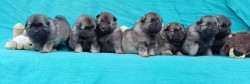 Německý špic vlčí / keeshond prodám štěňata s PP