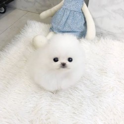 Prodej zdravých štěňat pomeranianů.