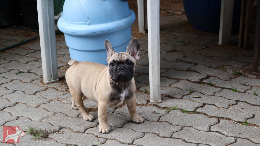Francouzský buldoček s PP