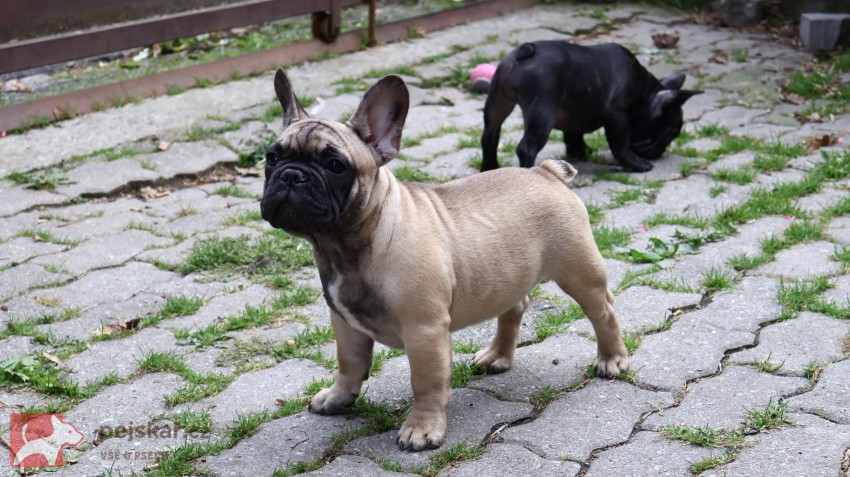 Francouzský buldoček s PP