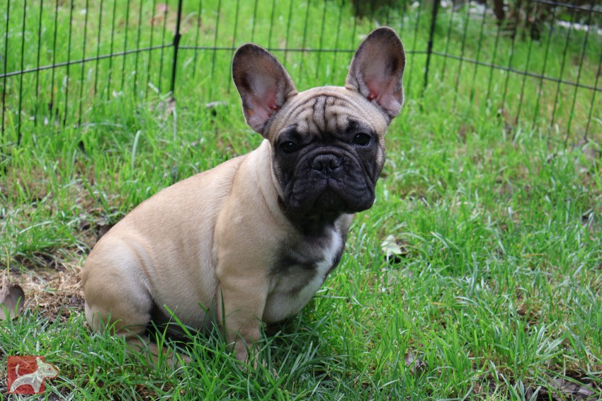 Francouzský buldoček s PP
