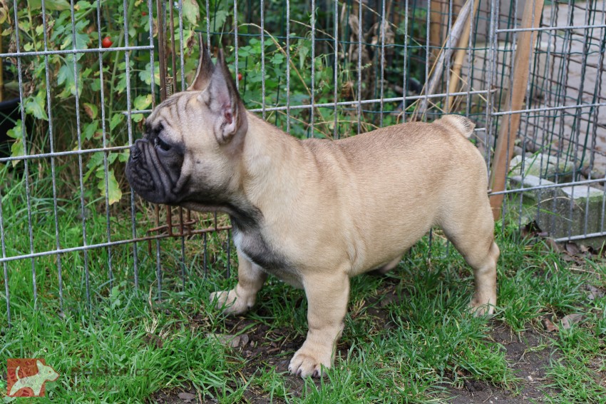 Francouzský buldoček s PP