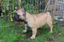 Francouzský buldoček s PP