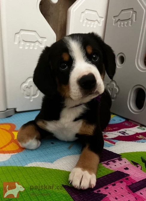 Entlebušský salašnícky pes