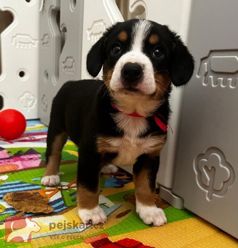 Entlebušský salašnícky pes