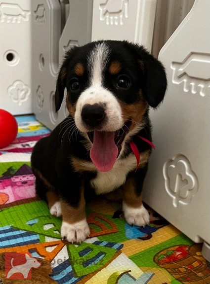 Entlebušský salašnícky pes