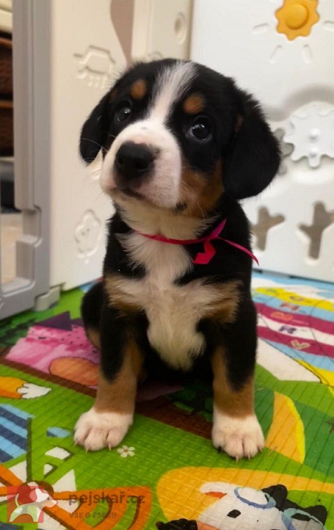 Entlebušský salašnícky pes