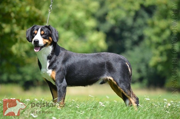 Entlebušský salašnícky pes