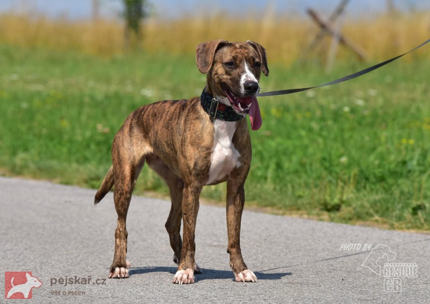 Darujeme nalezenou fenu křížence