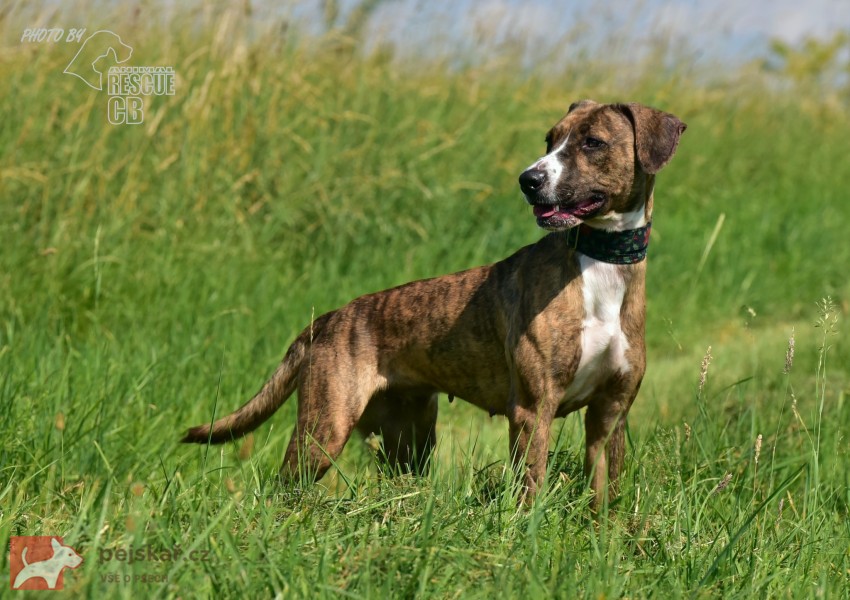Darujeme nalezenou fenu křížence
