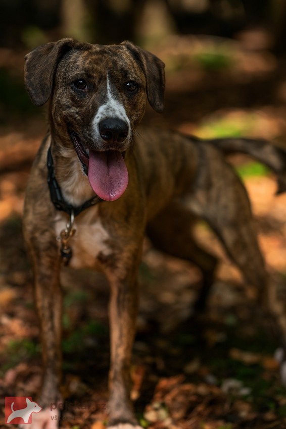 Darujeme nalezenou fenu křížence