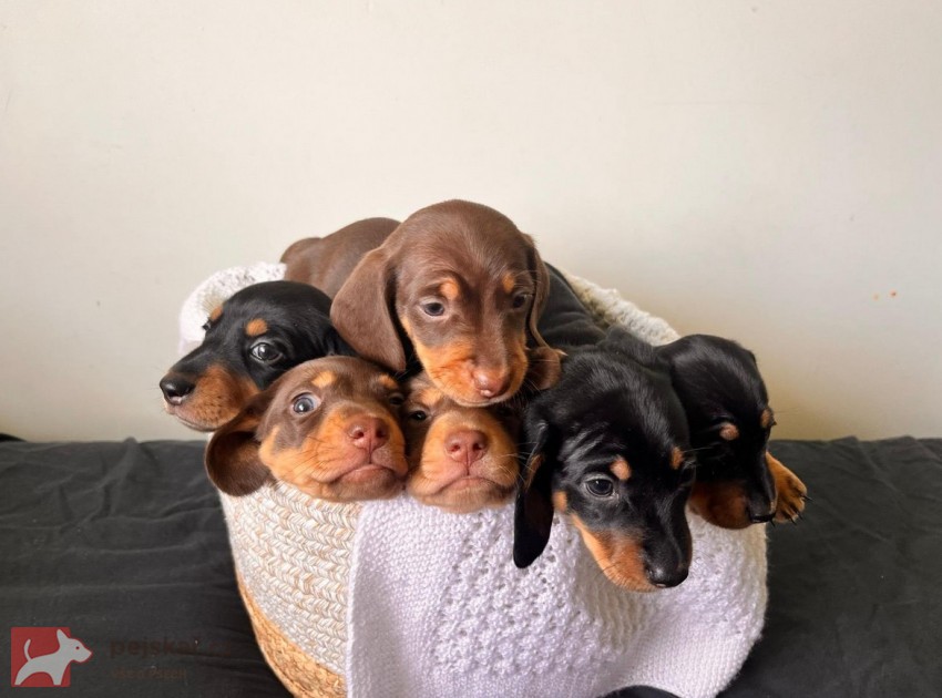Štěňata hladkosrstého jezevčíka prodej