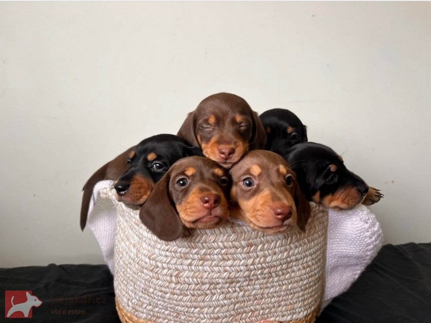 Štěňata hladkosrstého jezevčíka prodej