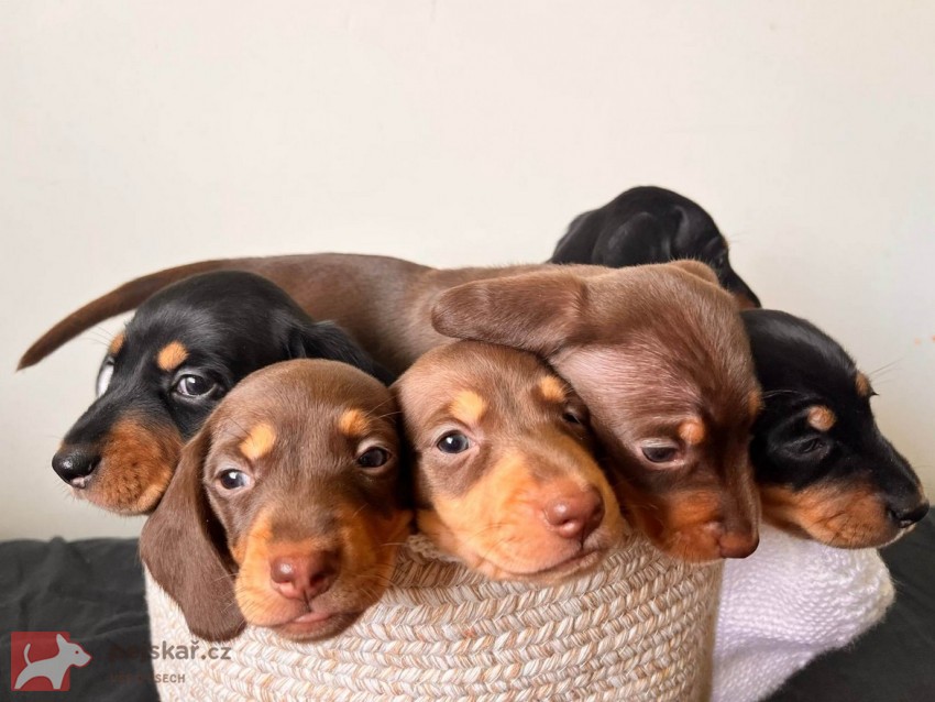 Štěňata hladkosrstého jezevčíka prodej