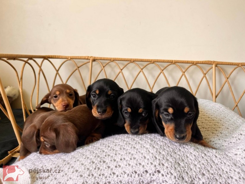 Štěňata hladkosrstého jezevčíka prodej