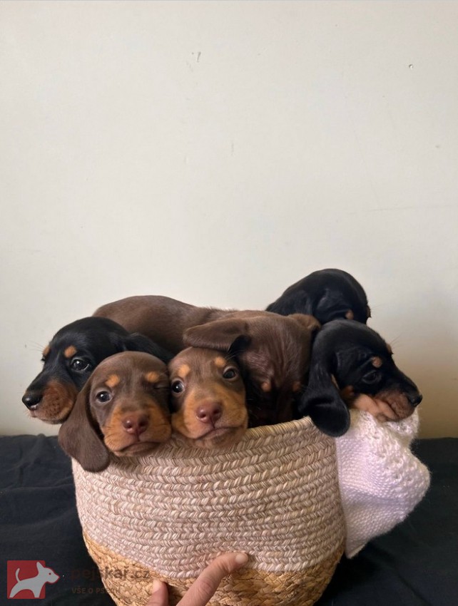 Štěňata hladkosrstého jezevčíka prodej