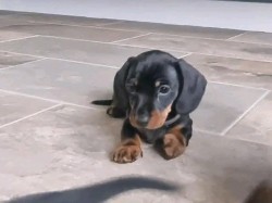 Jezevčík hladkosrstý trpasličí na prodej