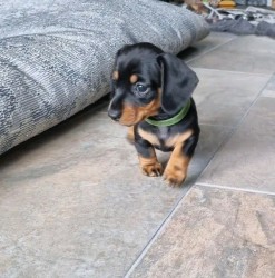 Jezevčík hladkosrstý trpasličí na prodej