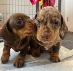 Jezevčík hladkosrstý trpasličí na prodej