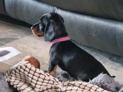 Jezevčík hladkosrstý trpasličí na prodej