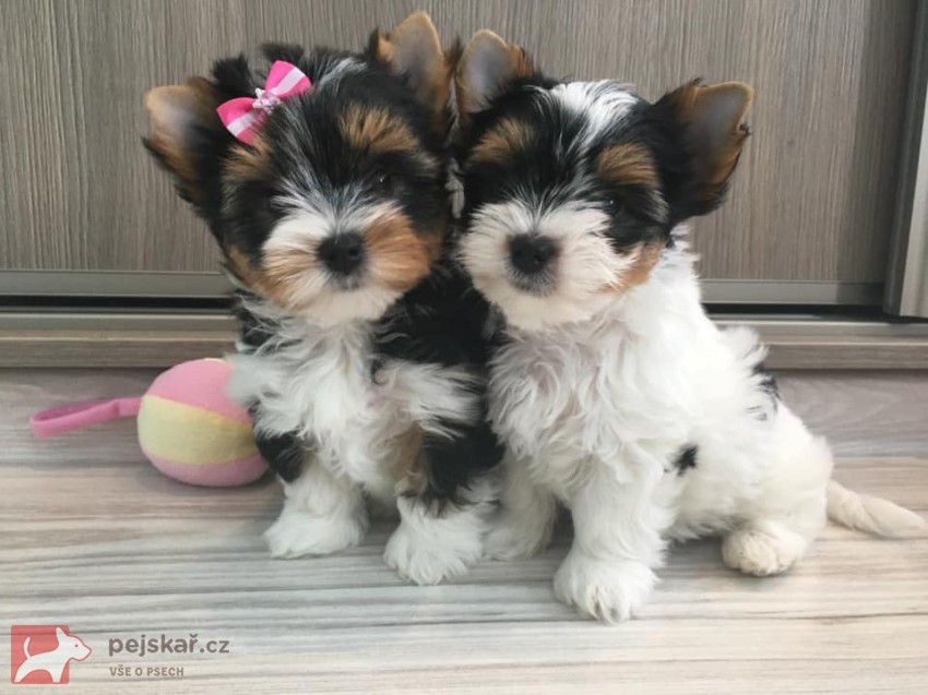 Yorkšírský teriér (Jorkšírský teriér)