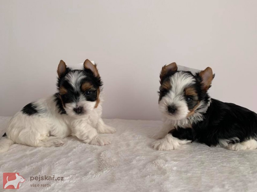 Yorkšírský teriér (Jorkšírský teriér)