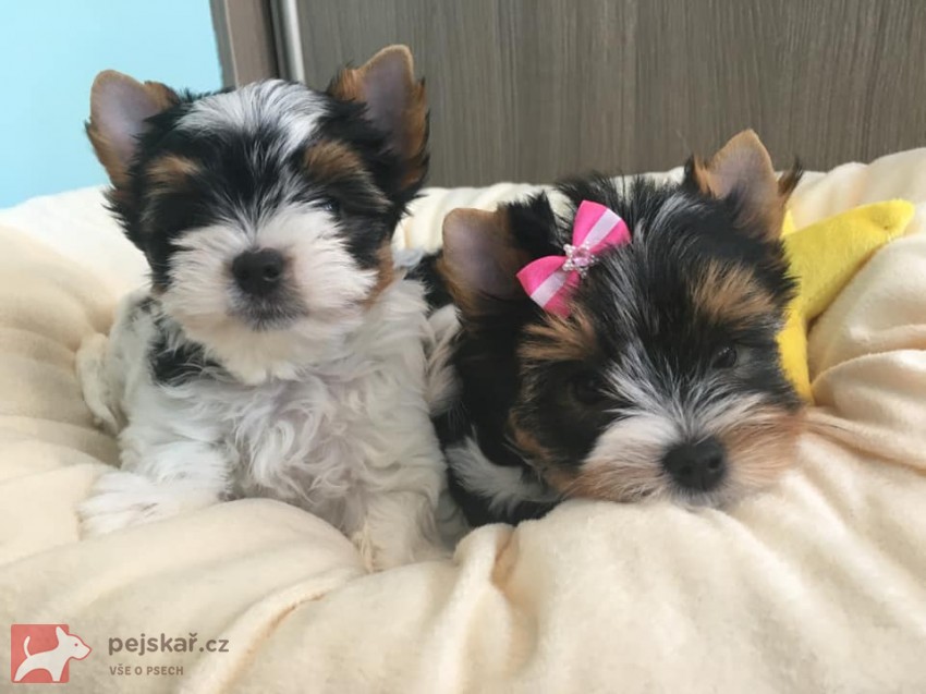 Yorkšírský teriér (Jorkšírský teriér)