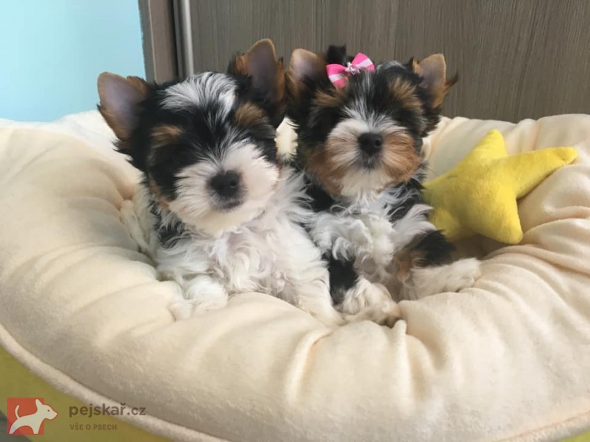 Yorkšírský teriér (Jorkšírský teriér)