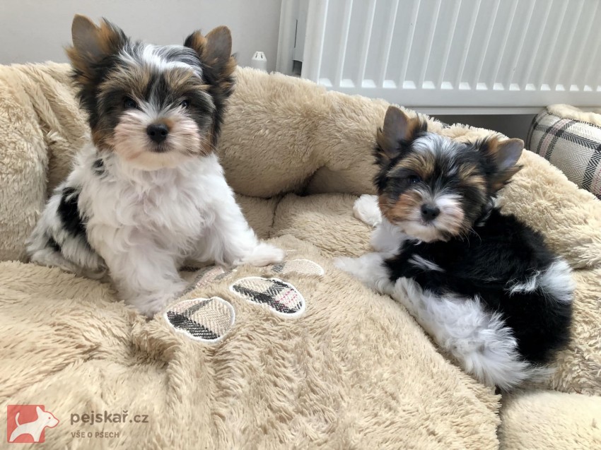 Yorkšírský teriér (Jorkšírský teriér)