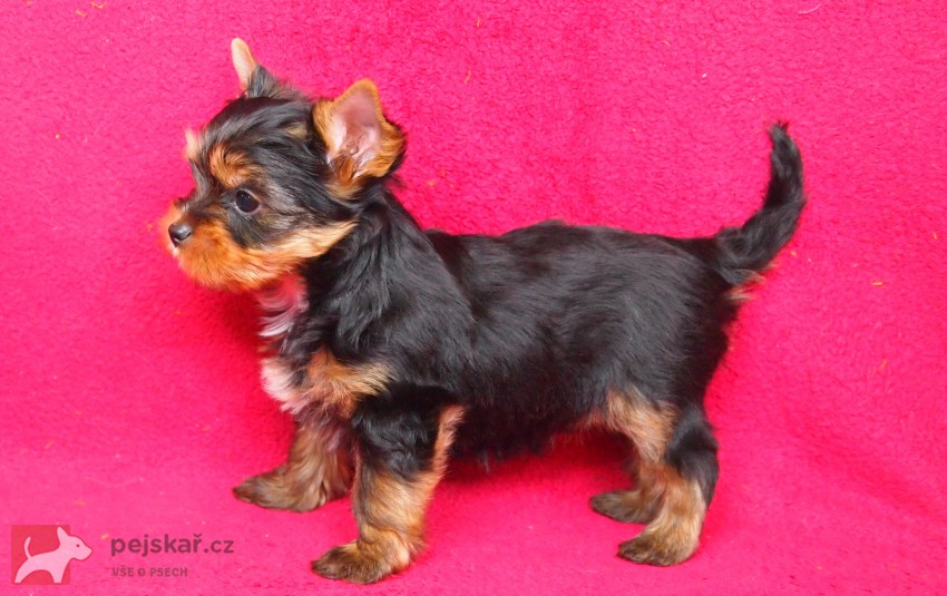 Jorkšírský teriál s PP FCI